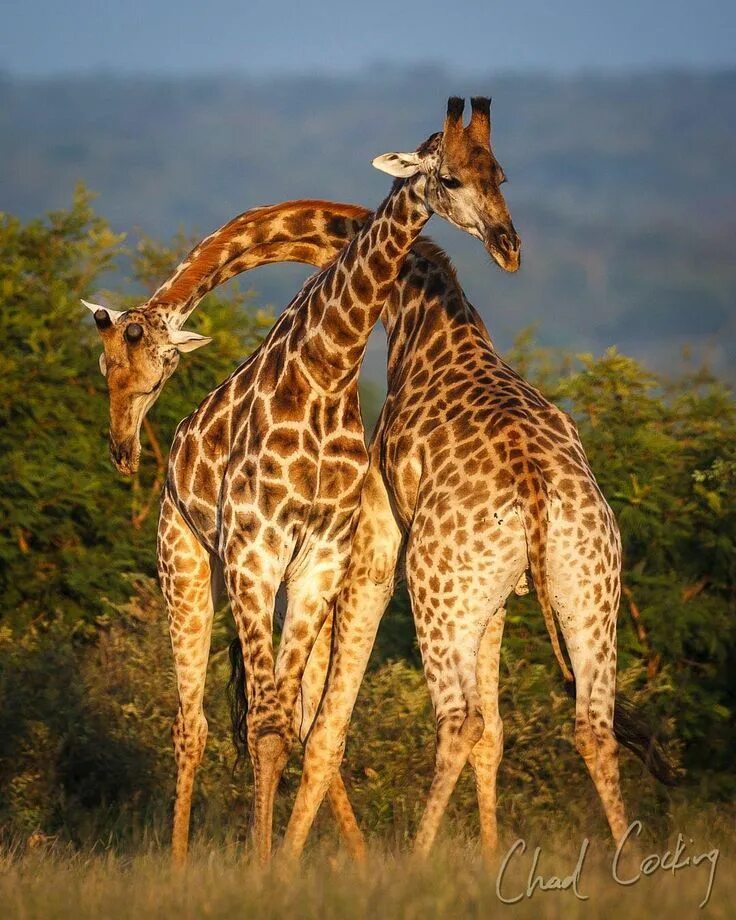 Покажи фото диких животных африки In a twist #giraffe #longneckedcamelleopard #necking #timbavati in 2024 African 