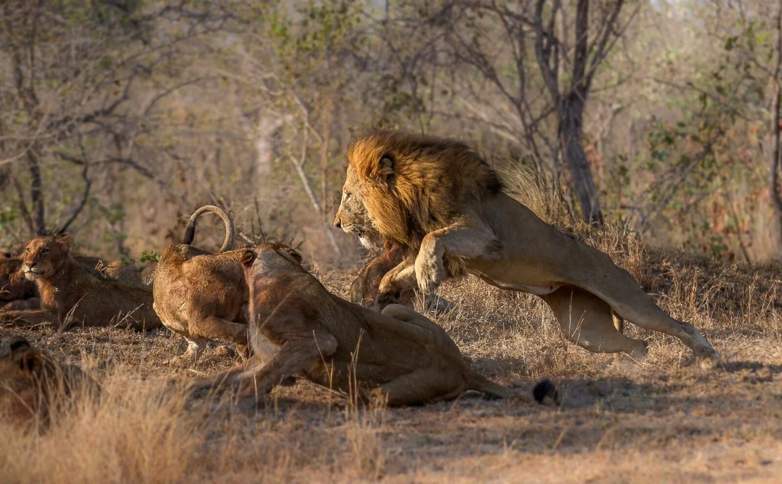 Покажи фото диких животных африки 2015 Africa Geographic Photographer of the Year Award - ABC News