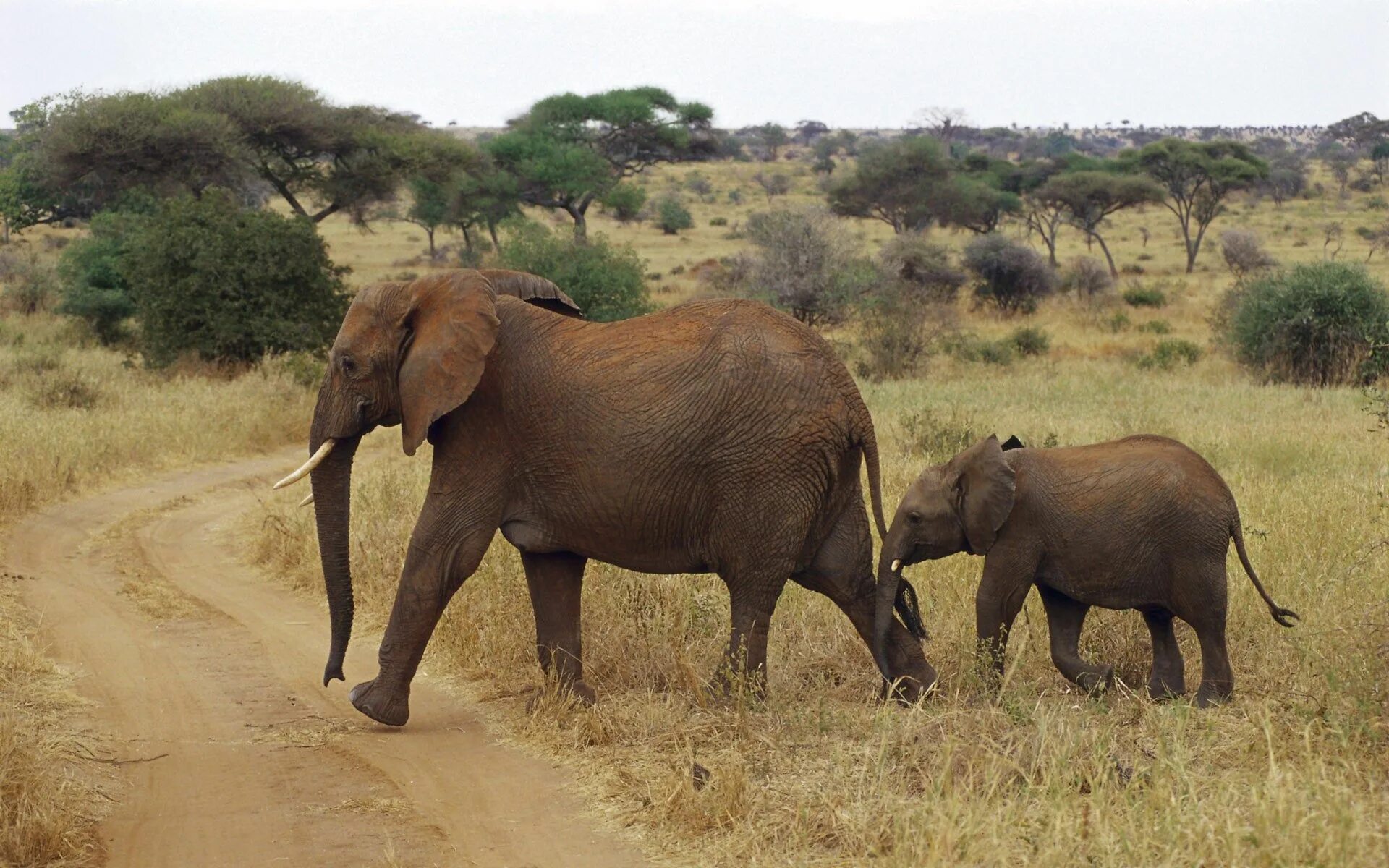 Покажи фото диких животных африки elephant hd widescreen wallpapers for laptop Pet birds, Elephant, Elephant wallp