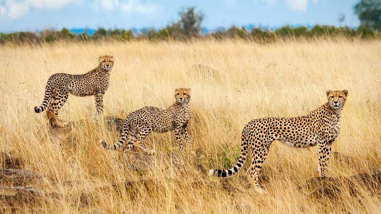 Покажи фото диких животных африки Саванна - купить по низкой цене на Яндекс Маркете