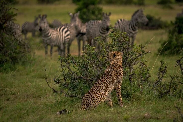 Покажи фото диких животных африки Meal for the Family Giraffe, Tiger Cub