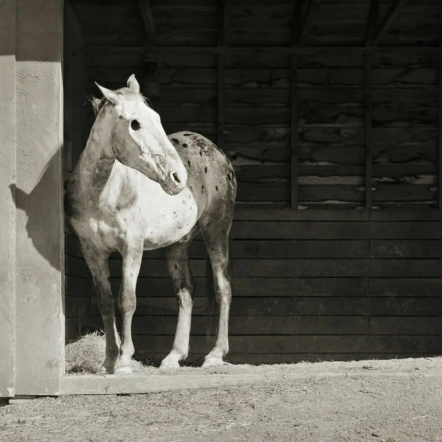 Покажи фото долговязой лошади Pinterest Animal photography, Appaloosa horses, Animals