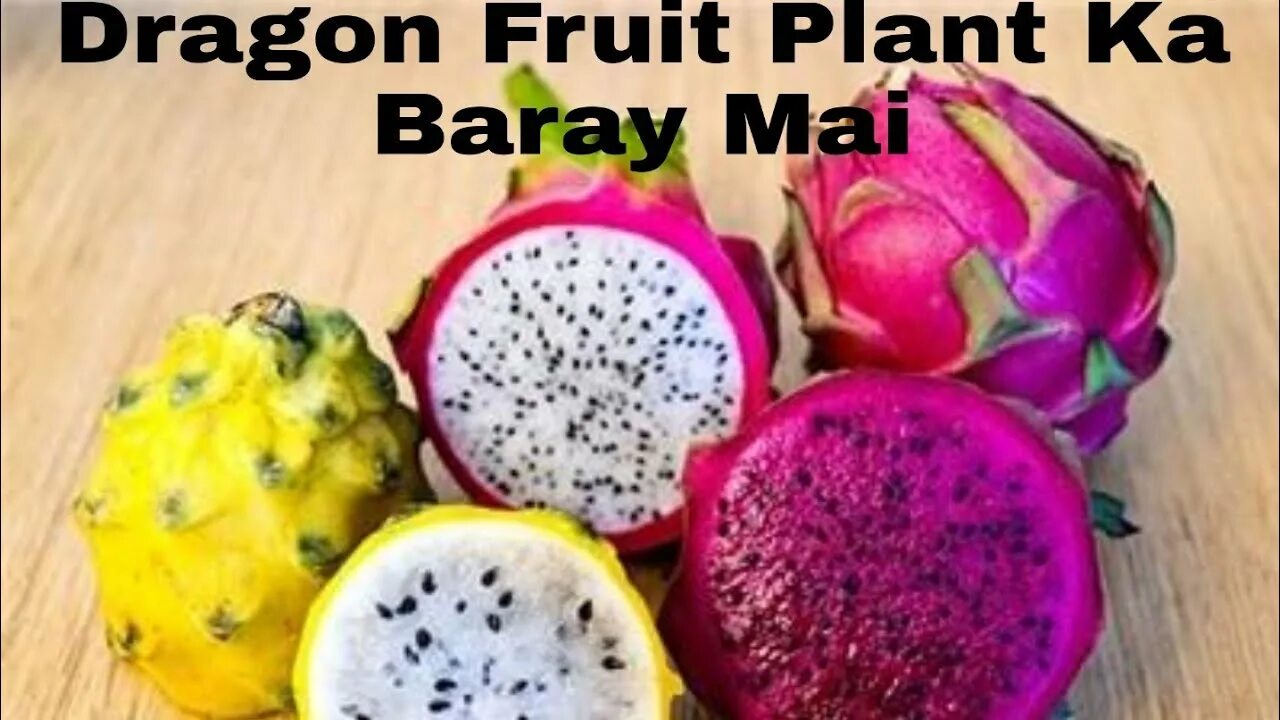 Покажи фото драгон фрукта ALL ABOUT DRAGON FRUIT PLANT . THE KING OF NUTRITION - YouTube