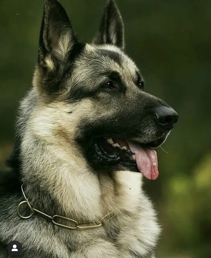 Покажи фото европейской овчарки Пин на доске Восточноевропейская овчарка / East European Shepherd Овчарка, Немец