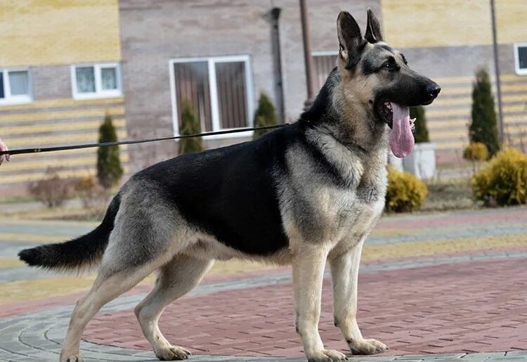 Покажи фото европейской овчарки German Shepherd Dog on Leash Working Dogs