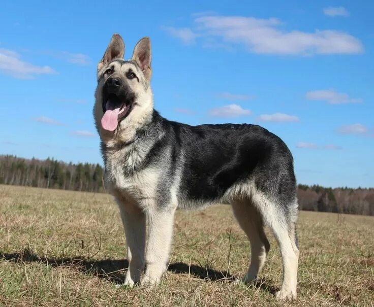 Покажи фото европейской овчарки Pin su В-европейская овчарка Cani