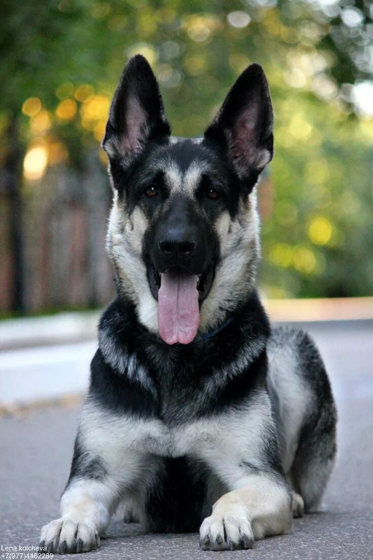 Покажи фото европейской овчарки Пин на доске German Shepards Щенки немецкой овчарки, Овчарка, Собачки