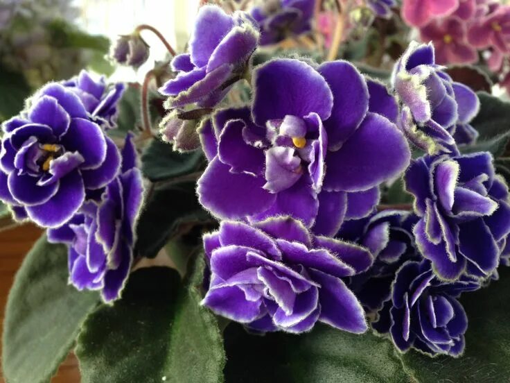 Покажи фото фиалок Optimara Yellowstone African violets, Purple garden, Flower art