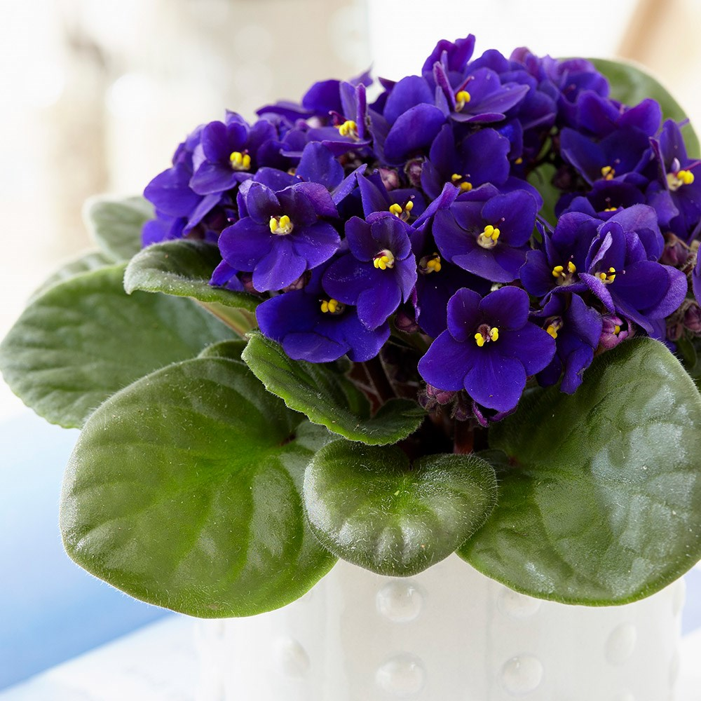 Покажи фото фиалок Buy African violet Saintpaulia 'Top Dark Blue': Delivery by Waitrose Garden in a