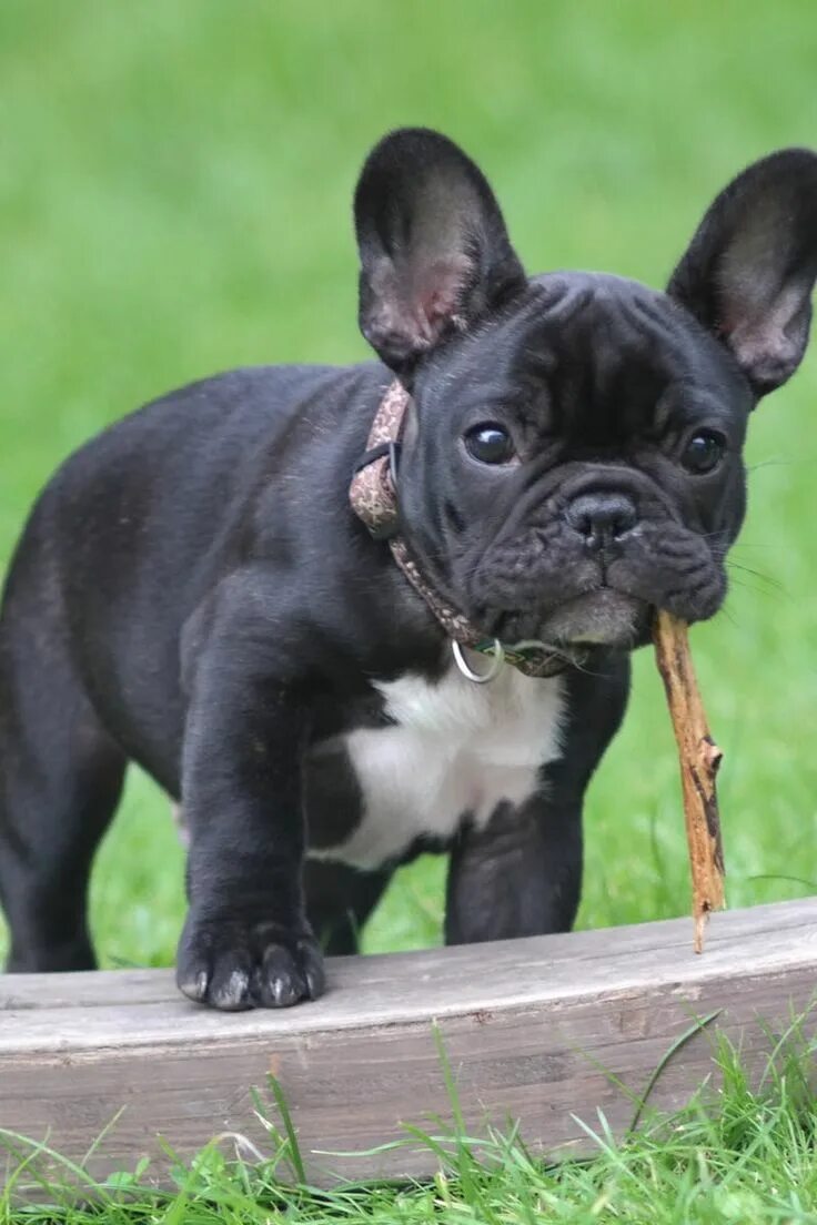 Покажи фото французского бульдога Photo by Jens Mahnke on Pexels White french bulldog puppies, Bulldog puppies, Bu