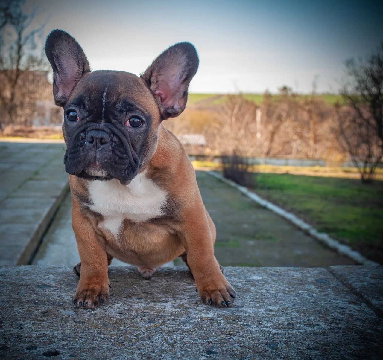 Покажи фото французского бульдога Download free photo of French bulldog, puppy, pet, animal, pedigree - from needp