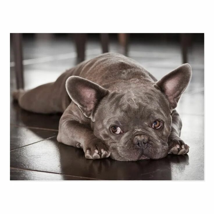 Покажи фото французского бульдога Cute French Bulldog Dog Photo Postcard Zazzle French bulldog dog, French bulldog