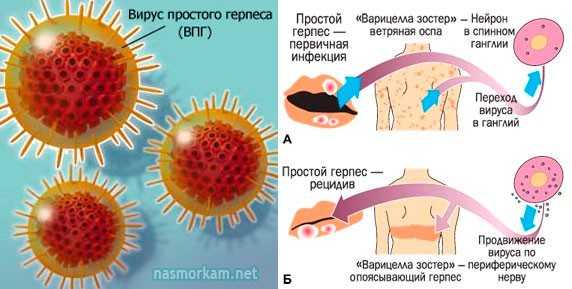 Покажи фото герпеса Вирус герпеса у собак: опасность, симптомы и проявление, лечение, профилактика, 