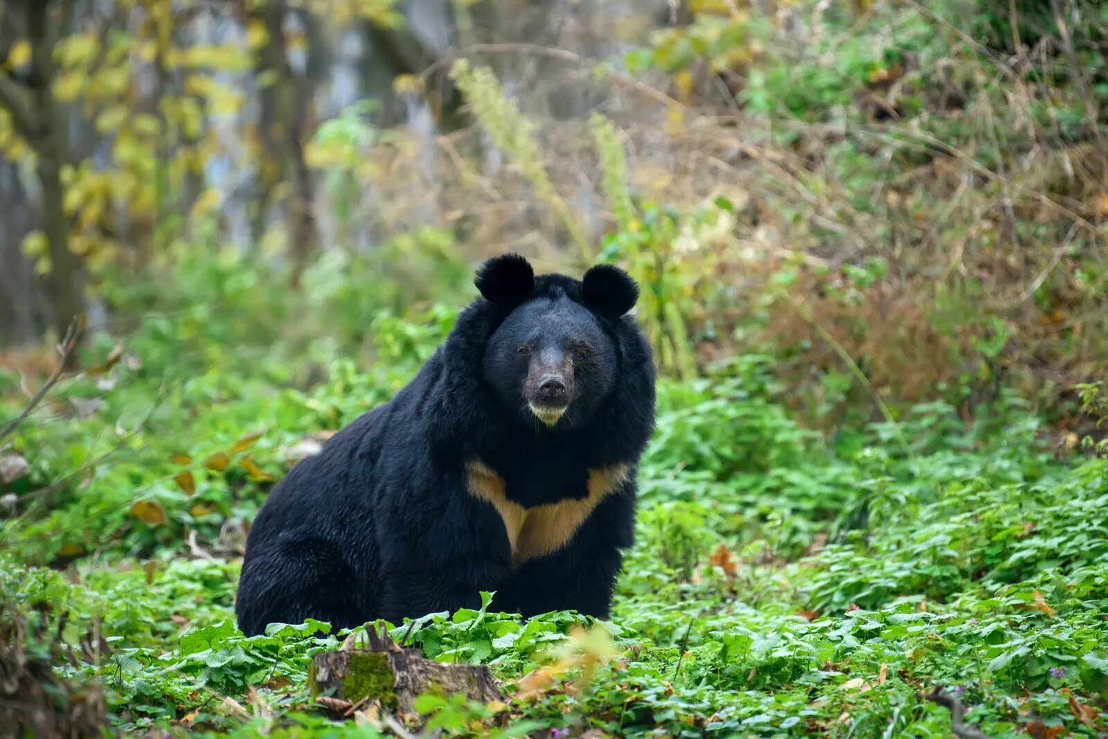 Покажи фото гималайского медведя Asiatic black bear Size, Habitat, Population, & Facts Britannica