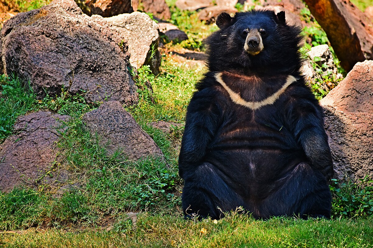 Покажи фото гималайского медведя moon bear - Wiktionary, the free dictionary