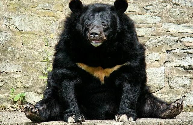 Asiatic black bear Animal Simulator Wiki Fandom