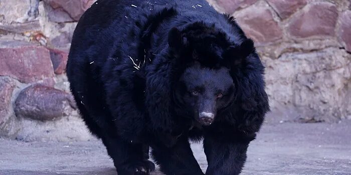 Покажи фото гималайского медведя Гималайский медведь Аладдин полакомился дыней в Московском зоопарке - Рамблер/же