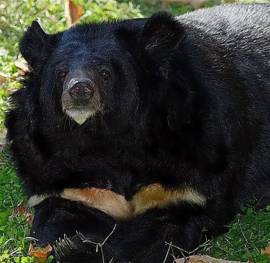 Покажи фото гималайского медведя Asian Black Bear - Moon, White Chested Bear Asian black bear, Black bear, Bear