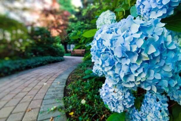 Покажи фото гортензии Hydrangea Colors DIY Garden Projects Vegetable Gardening, Raised Beds, Growing &