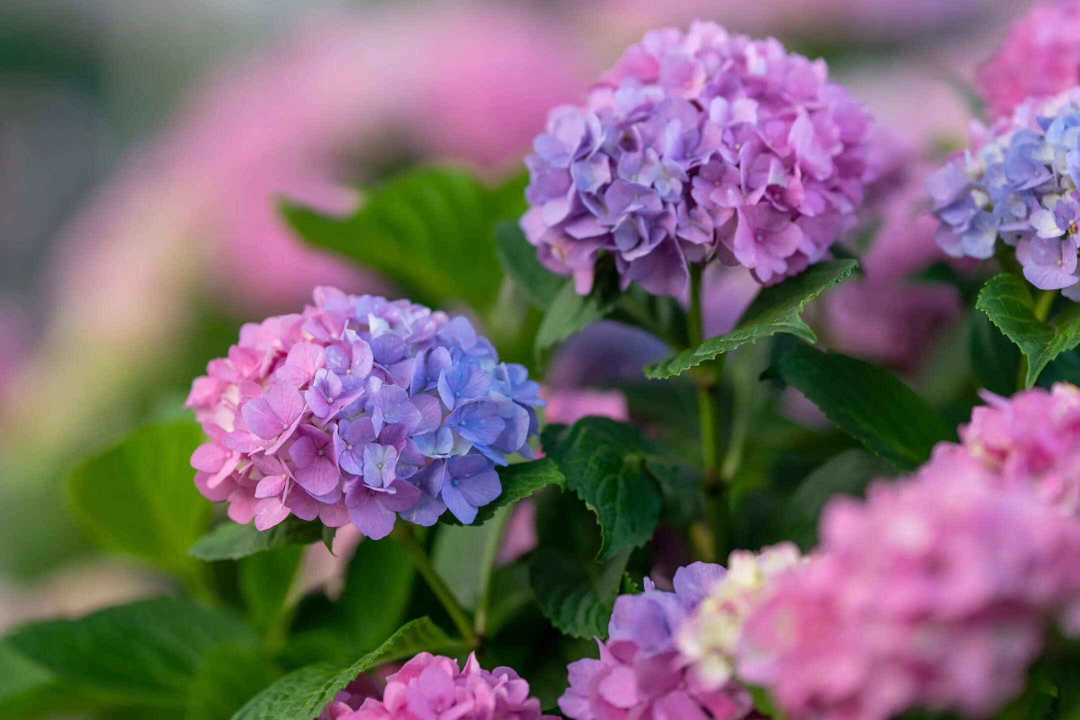 How To Change The Color of Your Hydrangeas in 6 Simple Steps in 2022 Hydrangea n