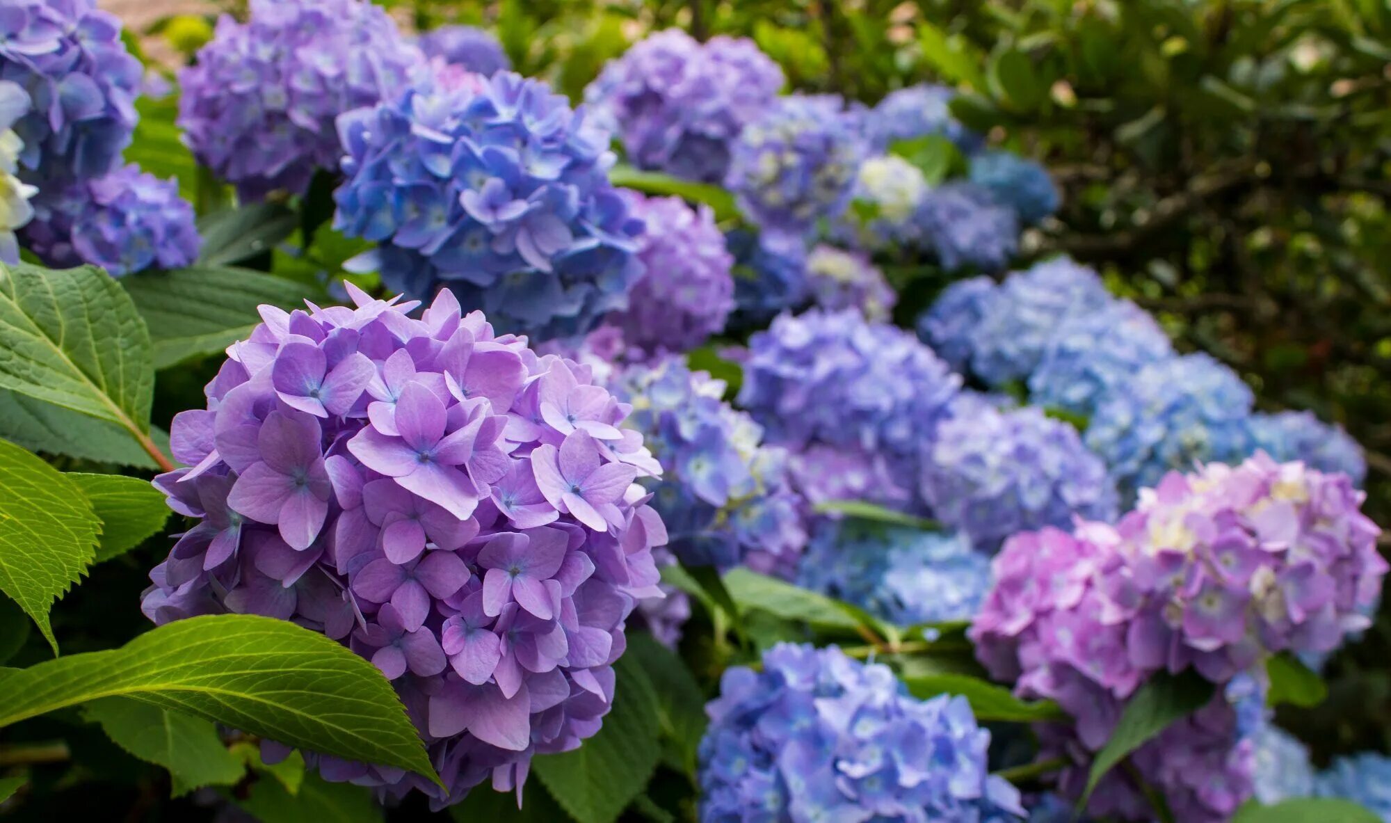 Покажи фото гортензии 6 Ways to Get More Blooms from Your Hydrangeas Hortensien pflege, Pflanzen, Pfle