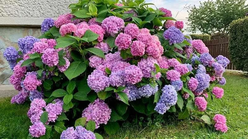 Покажи фото гортензии Bohatě kvetoucí hortenzie je v létě ozdobou zahrady. in 2023 Plants, Growing pla