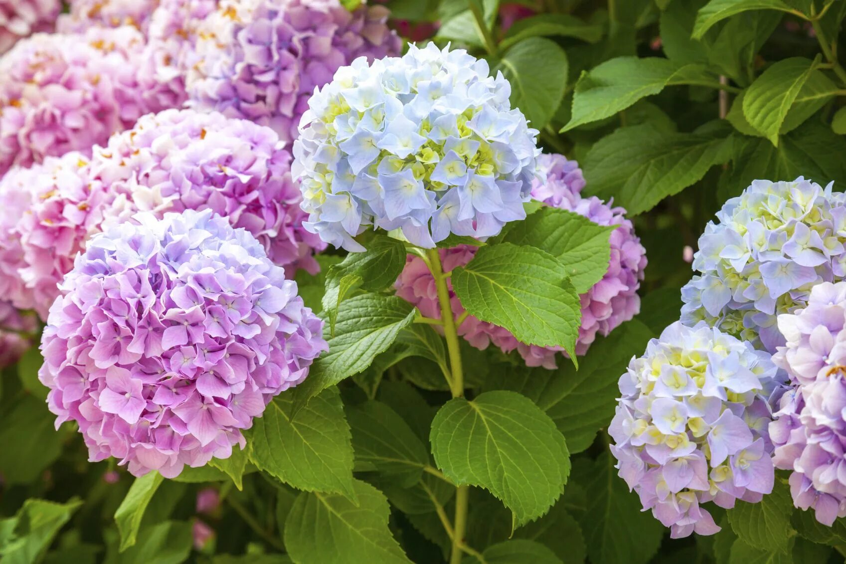 Покажи фото гортензии How To Change Hydrangea Color: Expert Tips For Colorful Blooms Bunga hydrangea, 