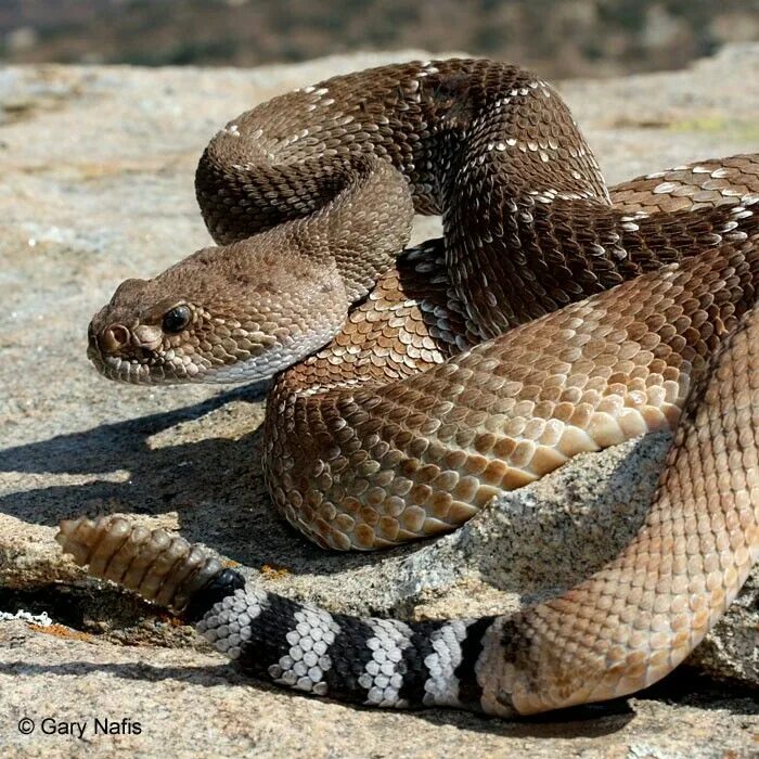 Покажи фото гремучей змеи Pin by Alan on Rattlesnake Poisonous snakes, Rattlesnake, Reptiles