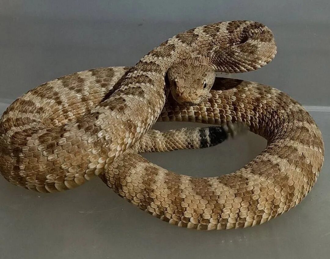 Покажи фото гремучей змеи In the house in Lyubertsy, a local resident kept a rattlesnake, which in the end