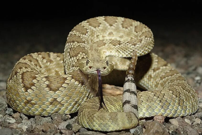 Покажи фото гремучей змеи The Venomous Snakes Of New Mexico - WorldAtlas