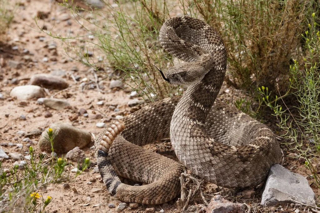 Покажи фото гремучей змеи Crotalus atrox Crotalus atrox, western foothills of the Sa. Flickr