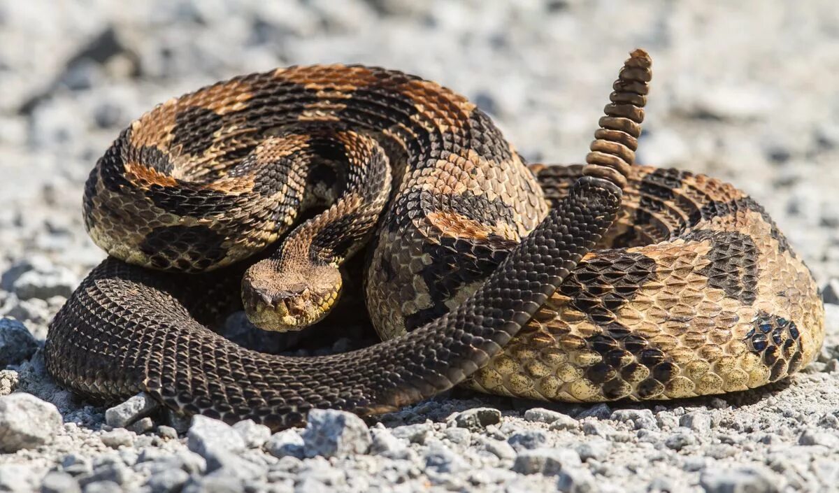 Покажи фото гремучей змеи rattlesnake - Google Search Funny animal names, Funny animal jokes, Animal jokes