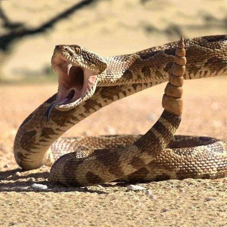 Покажи фото гремучей змеи Rattlesnake: A Visual Exploration - Don’t Miss the Video to Learn More - Reptile