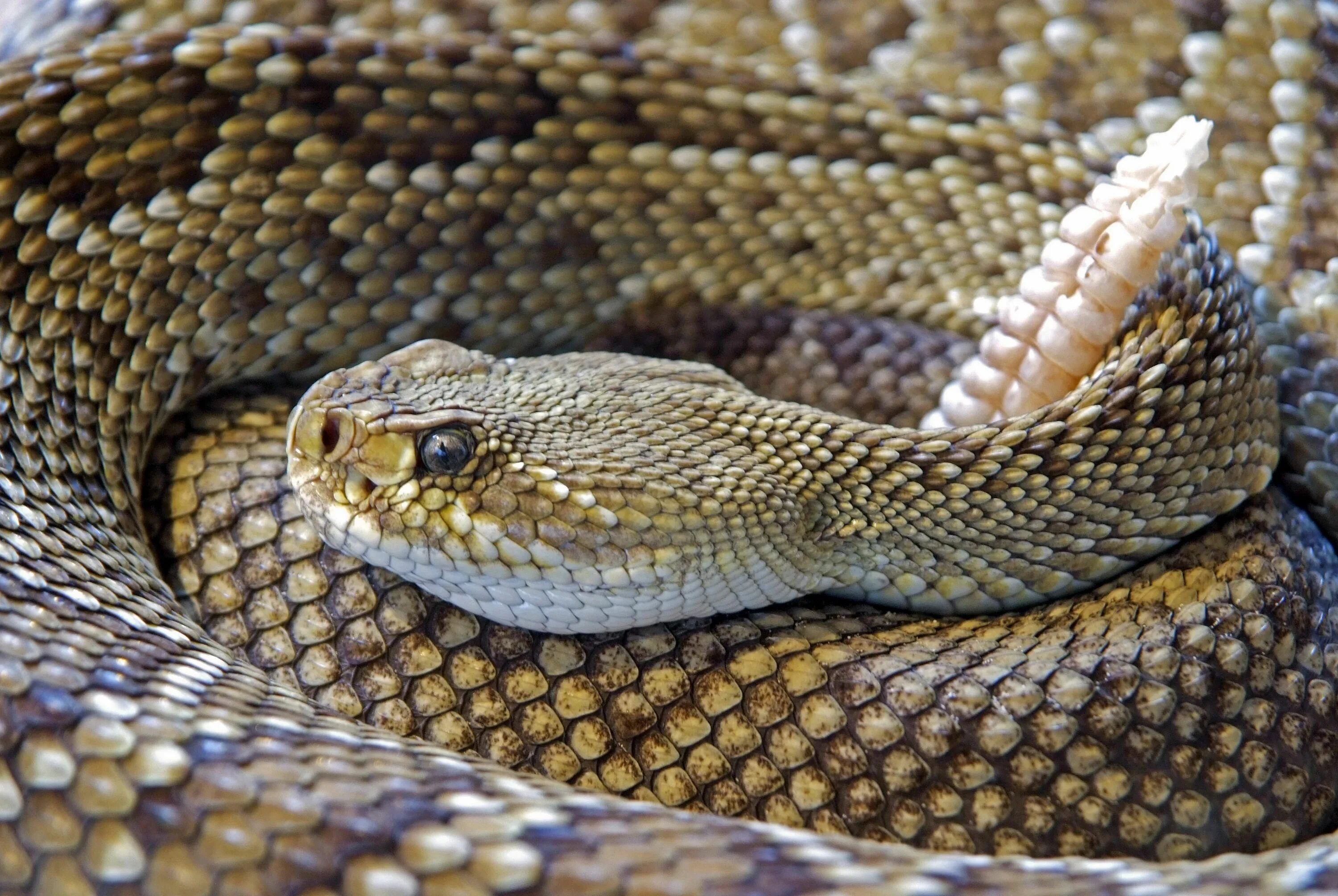 Покажи фото гремучей змеи Outdoor Hazards: Rattlesnakes GearJunkie