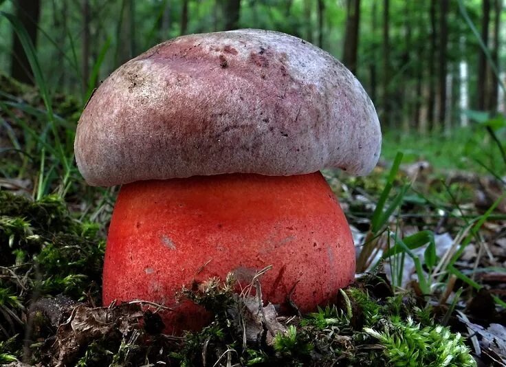 Покажи фото гриб Fotografia - hríb Le Galovej Boletus legaliae Pilát Wild mushrooms, Stuffed mush