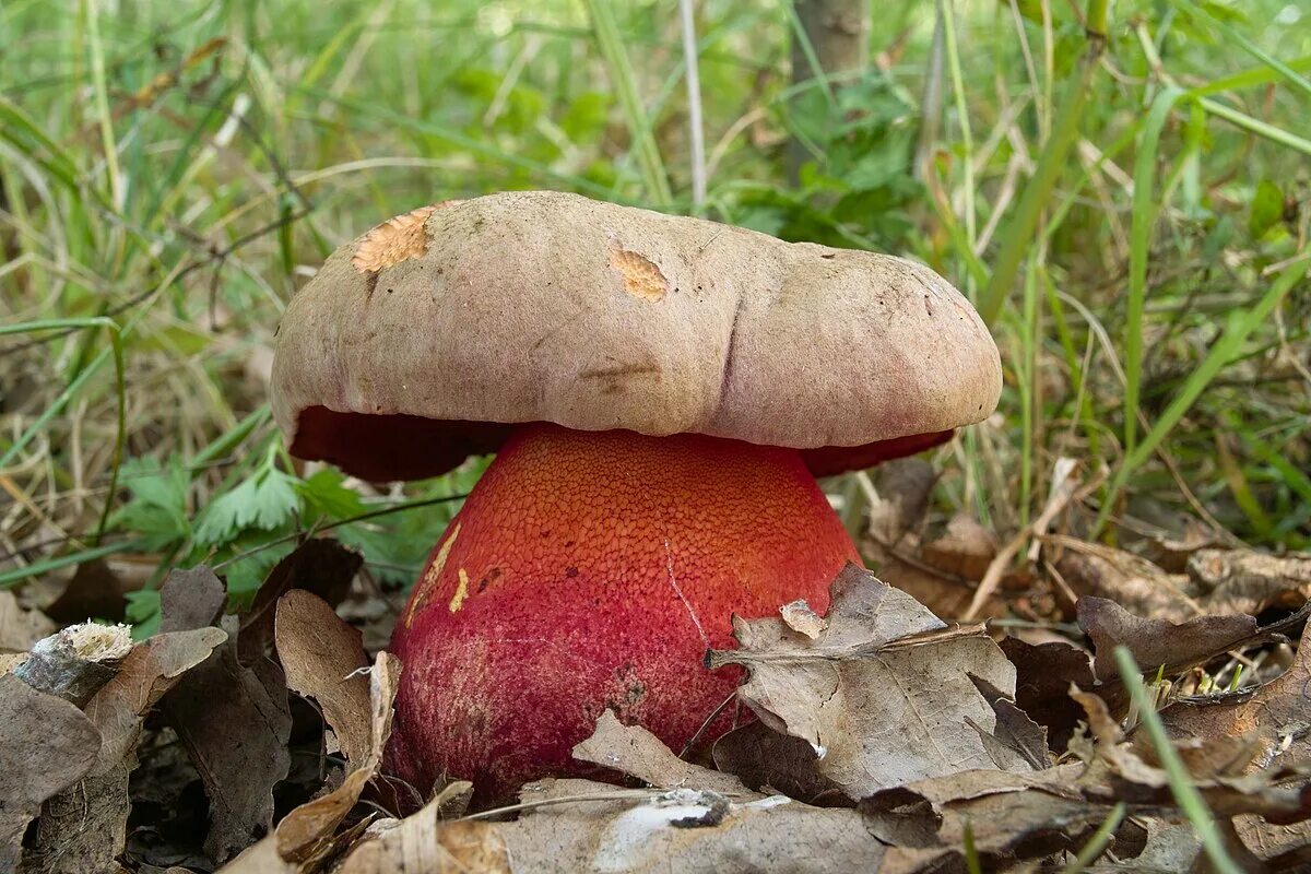 Покажи фото гриб File:Luční - Boletus legaliae 01.jpg - Wikimedia Commons