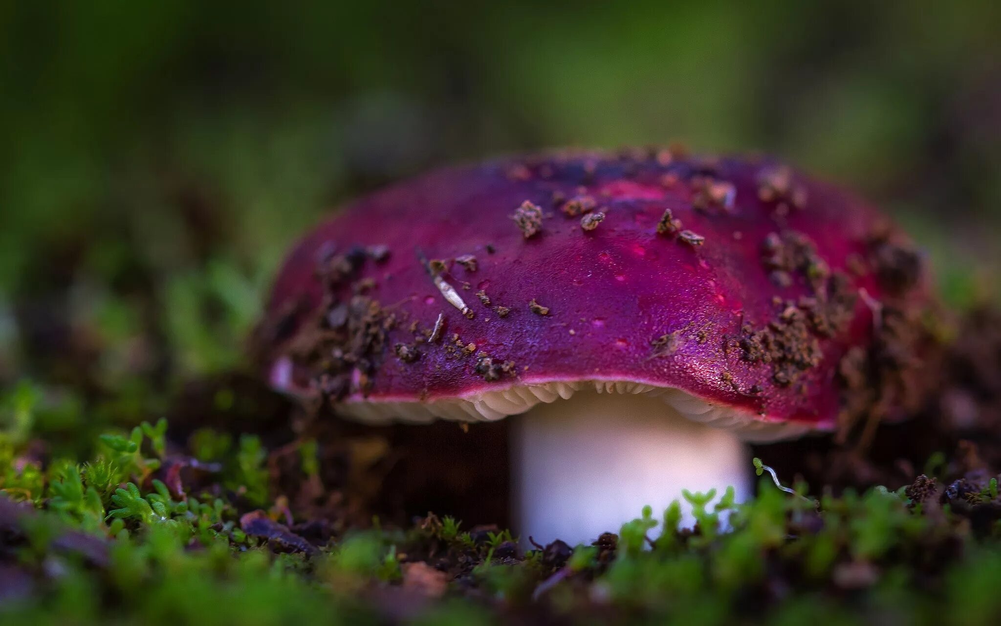 Покажи фото гриб Wallpaper : nature, grass, mushroom, green, fungus, autumn, leaf, flower, plant,