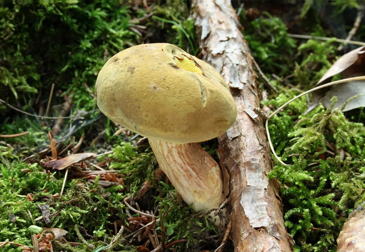 Покажи фото гриб Моховик зелёный (Boletus subtomentosus) фото и описание