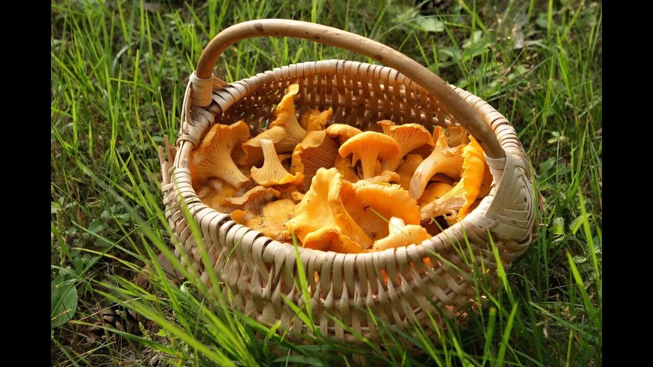 Покажи фото грибов лисички Wild Chanterelle Mushroom Hunting Trip - How To - YouTube