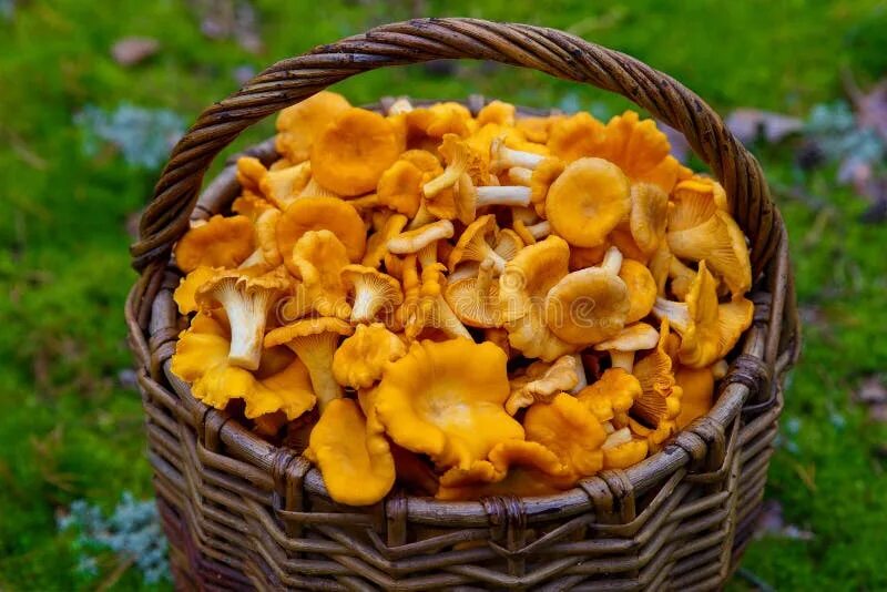 Покажи фото грибов лисички Freshly Picked Chanterelle Mushrooms and White Mushrooms in a Wi Stock Image - I