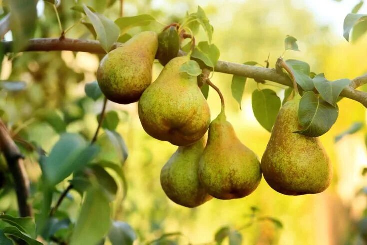 Покажи фото груши Birnbaum pflanzen: Anleitung & Tipps - Plantura Fruit trees, Pruning fruit trees