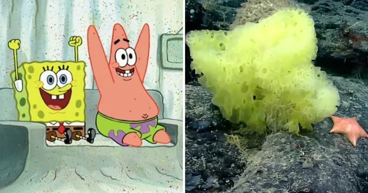 Покажи фото губки боба Marine Scientist Finds 'Real-Life' SpongeBob And Patrick Star In The Atlantic Oc