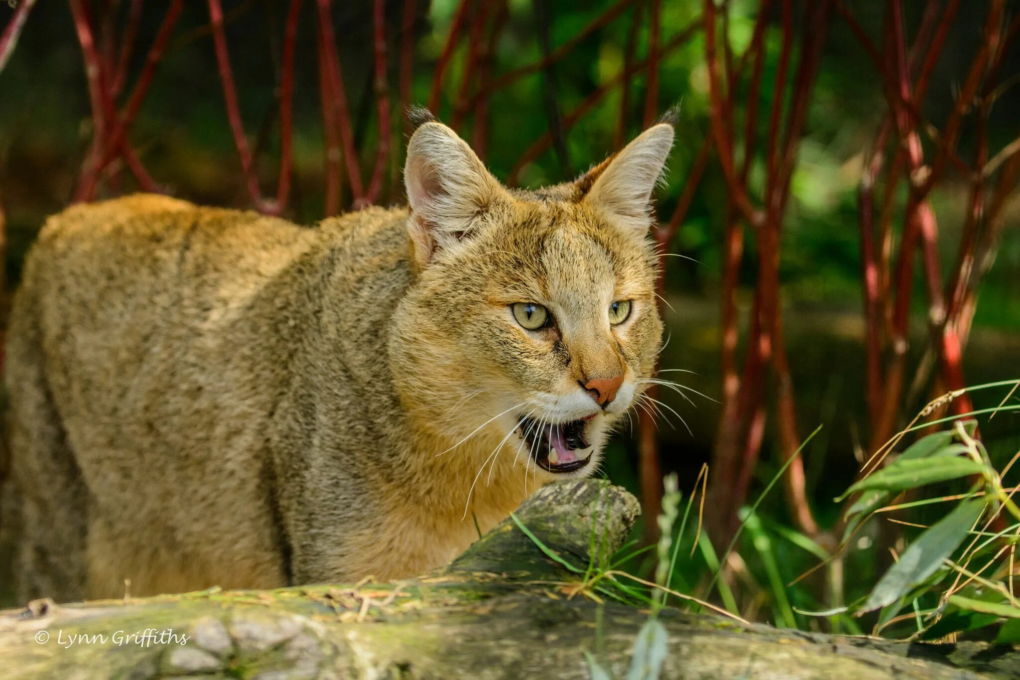 Покажи фото камышового кота Chausie cat, Jungle cat, Exotic cats