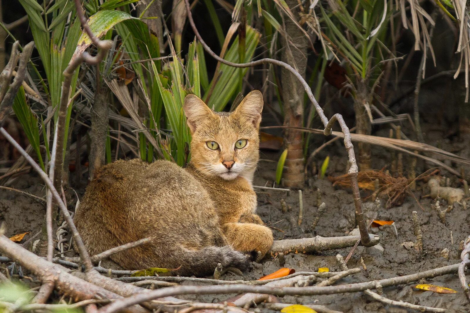 Покажи фото камышового кота File:Jungle Cat in Sundarban.jpg - Wikimedia Commons