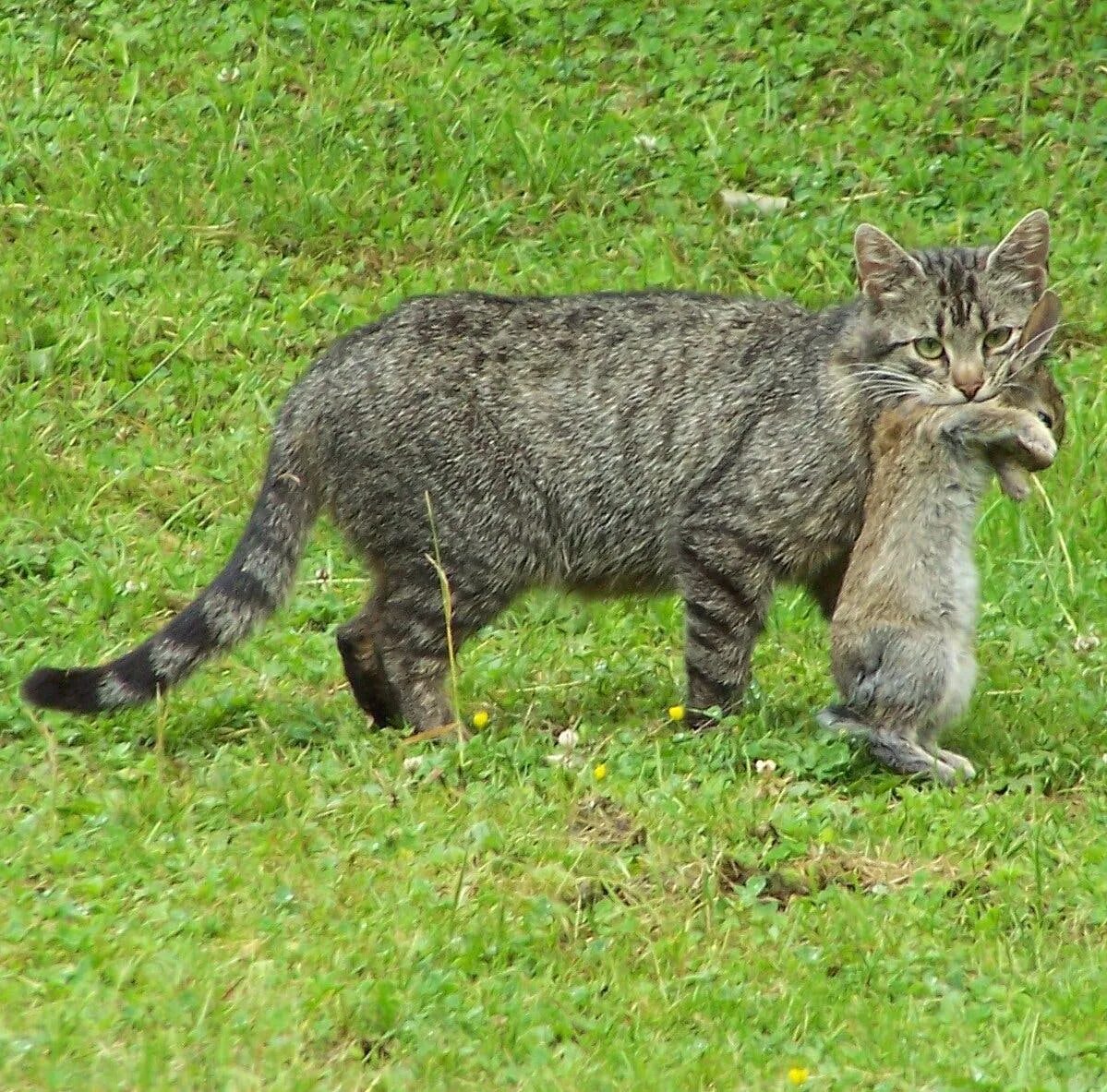 Покажи фото камышового кота That Cuddly Kitty Is Deadlier Than You Think - The New York Times