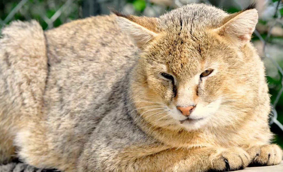 Покажи фото камышового кота В "Зоосаде в вотчине Деда Мороза" поселился камышовый кот Город Time Out