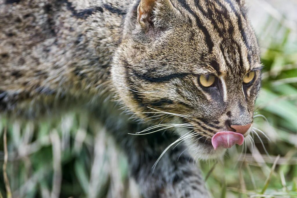 Покажи фото камышового кота Fishing cat walking while licking his nose The male fishin. Flickr