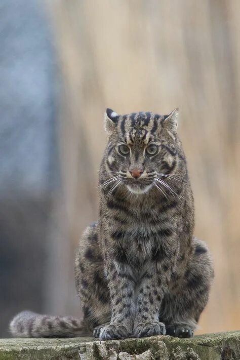 Покажи фото камышового кота Top 10 fishing cat ideas and inspiration