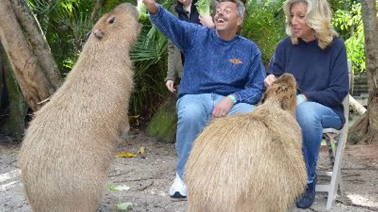 Покажи фото капибары The capybara, the rodent hippo - YouTube