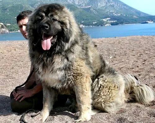 Покажи фото кавказской овчарки Caucasian Shepherd Dog / Ovcharka / Mountain #Dog #Puppy Large dog breeds, Dog b